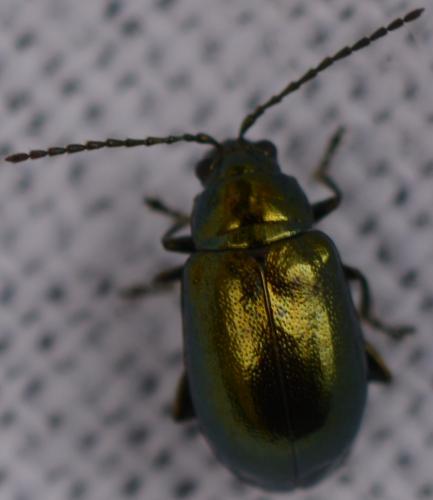 Altica sp.